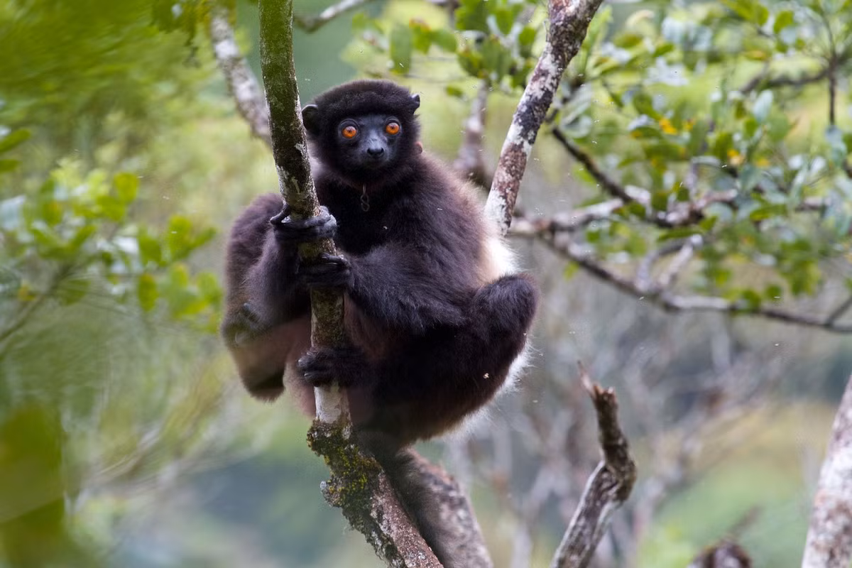 Vượn cáo lông mượt nâu đen (Propithecus edwardsi) dài 42-52 cm, sống theo các gia đình nhỏ ở Đông Nam Madagascar. Loài vượn cáo này có ngón cái đối diện lớn để bám vào thân cây.