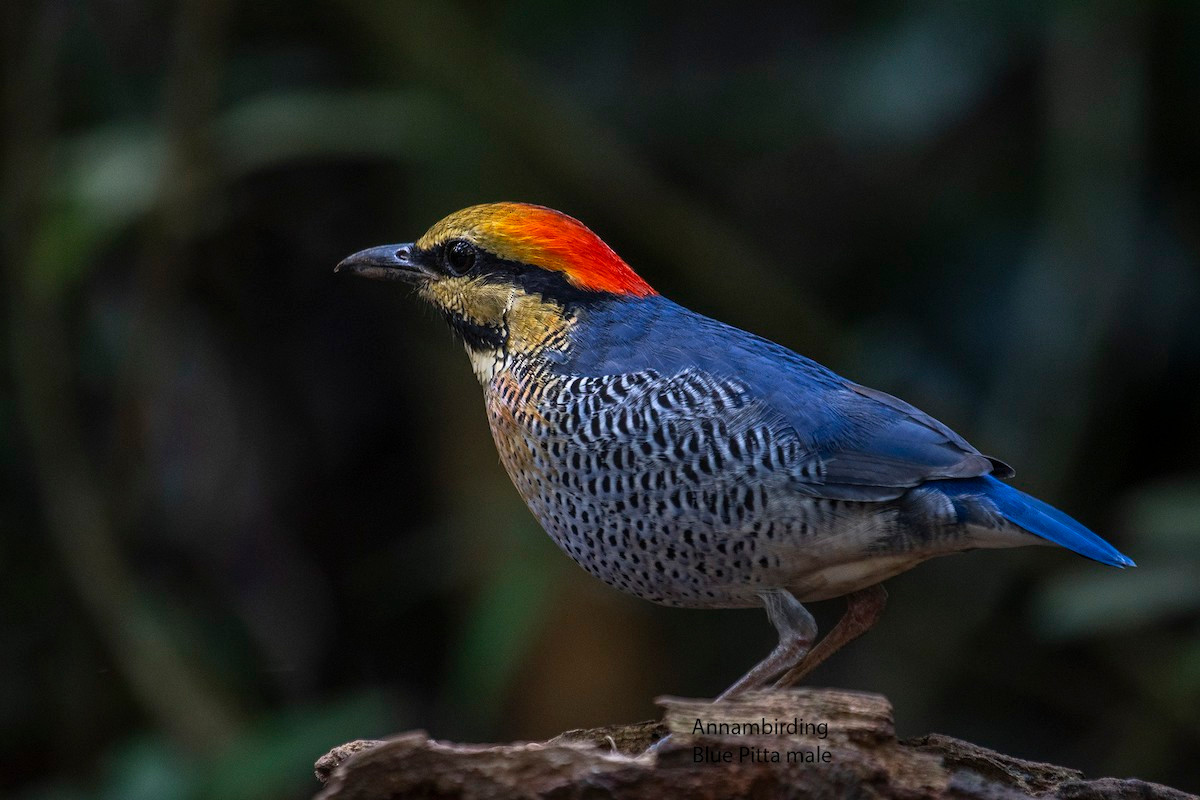 Chim đuôi cụt đầu đỏ (Hydrornis cyanea) dài 19-24 cm, là loài định cư, tương đối hiếm tại Đông Bắc, Bắc, Trung và Nam Bộ (VQG Chư Yang Sin, Bidoup Núi Bà). Chúng sống ở rừng lá rộng thường xanh, rừng hỗn giao với rừng khộp.