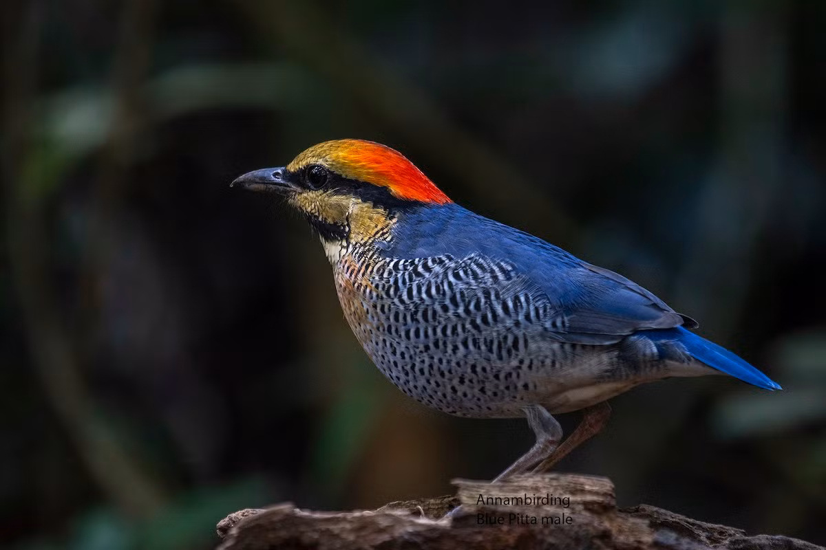 Chim đuôi cụt đầu đỏ (Hydrornis cyanea) dài 19-24 cm, là loài định cư, tương đối hiếm tại Đông Bắc, Bắc, Trung và Nam Bộ (VQG Chư Yang Sin, Bidoup Núi Bà). Chúng sống ở rừng lá rộng thường xanh, rừng hỗn giao với rừng khộp.