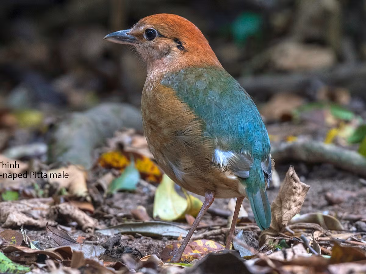 Chim đuôi cụt đầu hung (Hydrornis oatesi) dài 21-25 cm, là loài định cư không phổ biến đến hiếm tại Tây Bắc, Đông Bắc và Trung Bộ. Sinh cảnh của chúng là rừng lá rộng thường xanh, rừng tre nứa.