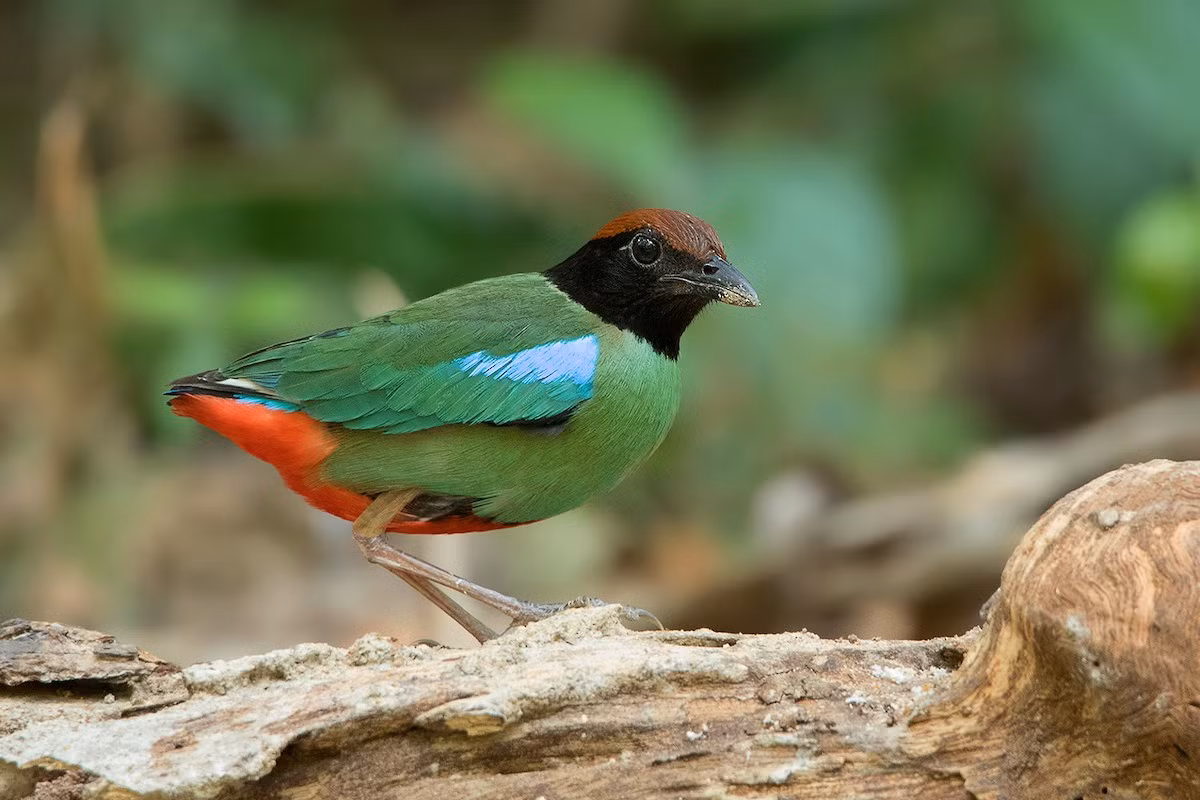 Chim đuôi cụt đầu đen (Pitta sordida) dài 16-19 cm, là loài định cư tương đối hiếm tại Nam Bộ, di cư sinh sản hiếm tại Tây Bắc. Chúng sống ở rừng lá rộng thường xanh, rừng thứ sinh, rừng hỗn giao ẩm, rừng tre nứa, bìa rừng, sinh cảnh thành thị trong thời gian di cư.