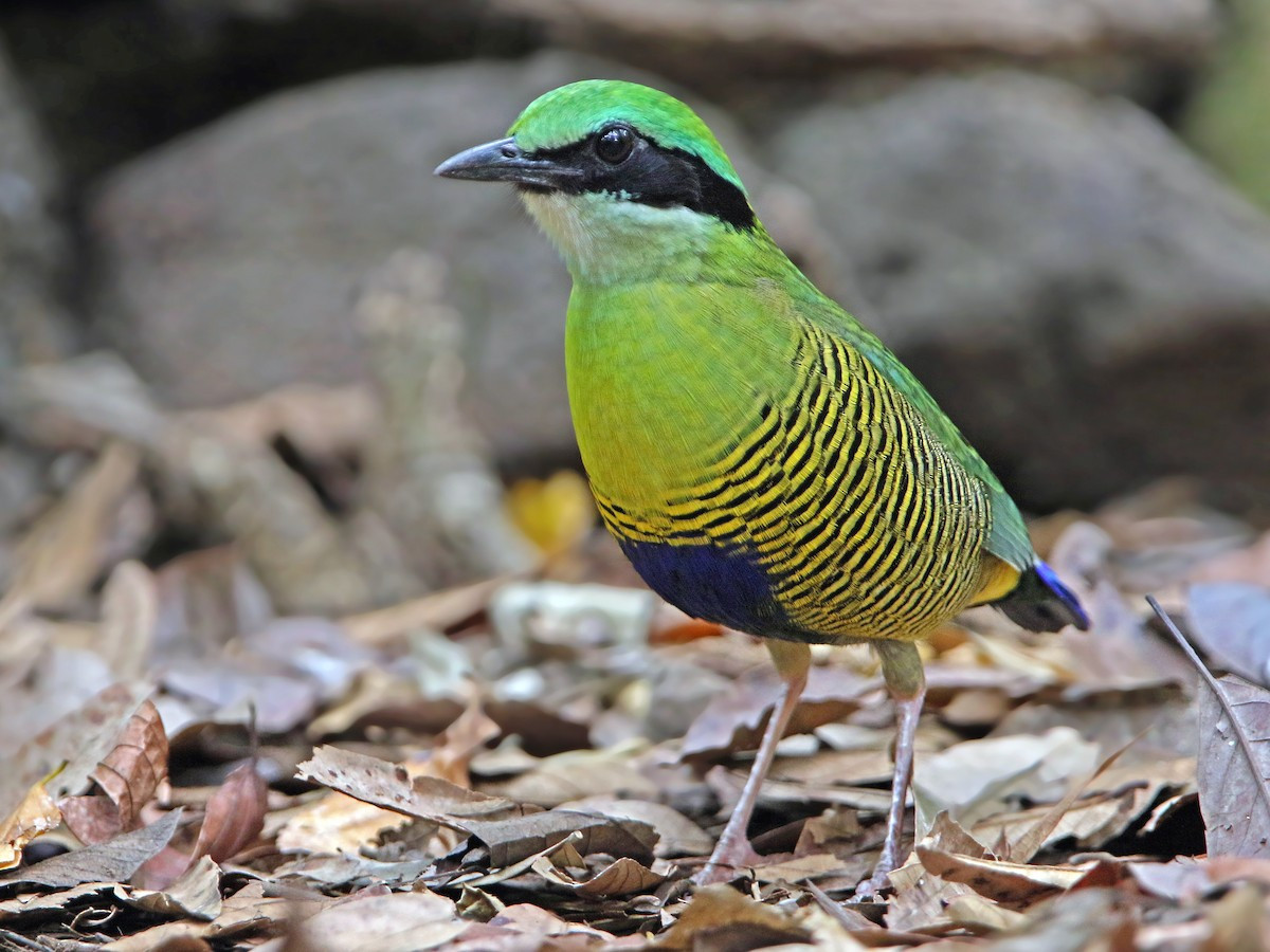 Chim đuôi cụt bụng vằn (Hydronic elliottii) dài 19-21 cm, là loài định cư không phổ biến trong cả nước, trừ đồng bằng sông Hồng và Tây Nam Bộ (VQG Cúc phương, Cát Tiên, khu BTTN Vĩnh Cửu). Sinh cảnh của chúng là rừng lá rộng thường xanh, bán thường xanh, rừng hỗn giao rụng lá, rừng tre nứa.