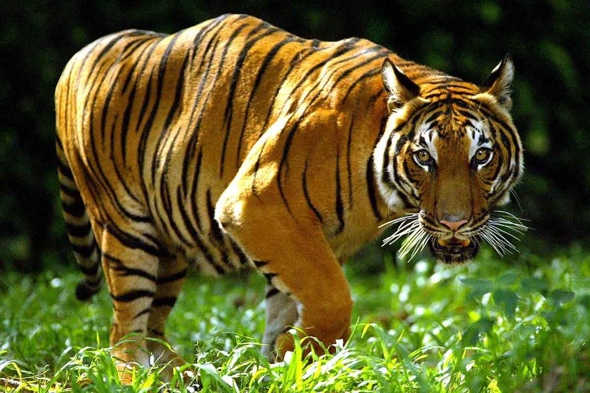 Hổ Đông Dương (Panthera tigris corbetti) nặng 150-195 kg, được thấy ở Campuchia, Nam Trung Quốc, Lào, Malaysia, Myanma, Thái Lan và Việt Nam. Ước tính còn 1.200–1.800 con hổ Đông Dương hoang dã, tập trung nhiều nhất ở Malaysia. Ngoài ra còn hàng nghìn con được nuôi trong các trang trại.