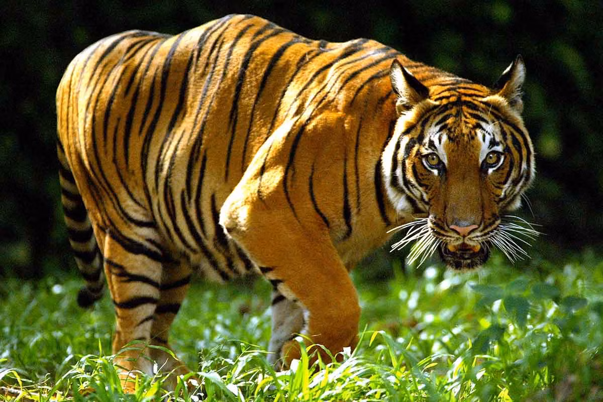 Hổ Đông Dương (Panthera tigris corbetti) nặng 150-195 kg, được thấy ở Campuchia, Nam Trung Quốc, Lào, Malaysia, Myanma, Thái Lan và Việt Nam. Ước tính còn 1.200–1.800 con hổ Đông Dương hoang dã, tập trung nhiều nhất ở Malaysia. Ngoài ra còn hàng nghìn con được nuôi trong các trang trại.