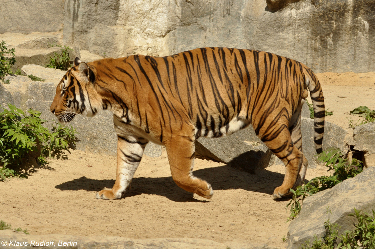 Hổ Mã Lai (Panthera tigris jacksoni) nặng 90-130 kg, chỉ được tìm thấy tại khu vực phía Nam của bán đảo Mã Lai. Ước tính chỉ có khoảng 600-800 cá thể hổ Mã Lai trong tự nhiên, và chúng là một nòi hổ đối diện với nguy cơ tuyệt chủng cao.