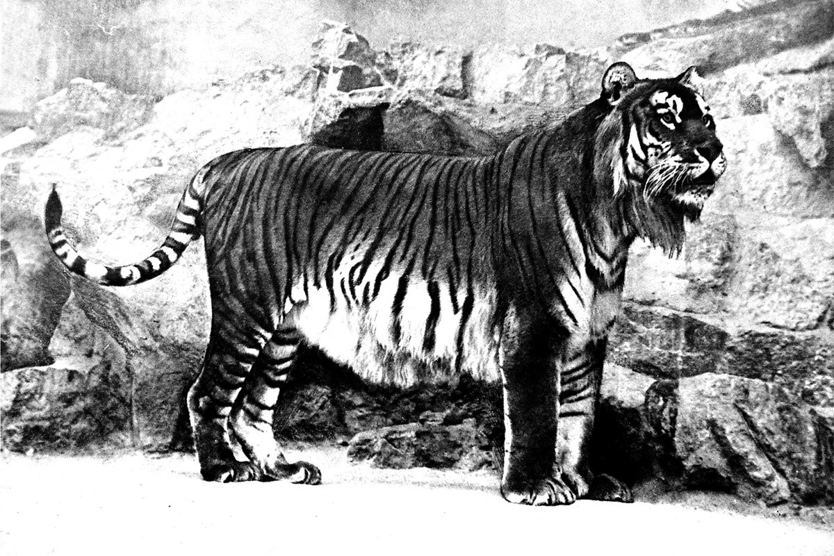 Hổ Caspi hay hổ Ba Tư (Panthera tigris virgata) nặng từ 170-240 kg là một nòi hổ đã tuyệt chủng, từng phân bố ở Afghanistan, Iran, Iraq, Pakistan, Liên Xô cũ và Thổ Nhĩ Kỳ. Chúng tuyệt chủng từ những năm cuối thập niên 1960, với con cuối cùng được nhìn thấy vào năm 1968.