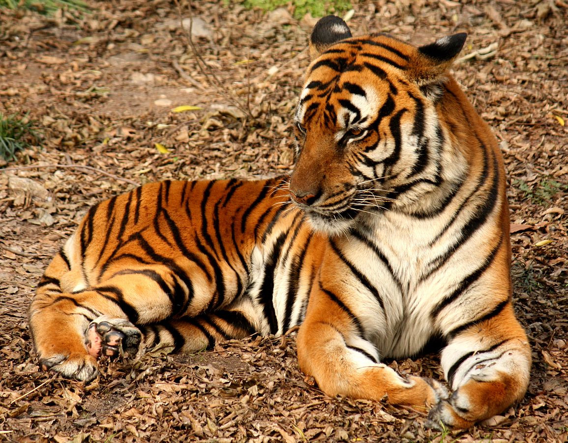 Hổ Hoa Nam (Panthera tigris amoyensis) nặng 130-175 kg, phân bố ở miền Nam Trung Quốc, là nòi hổ đặc biệt nguy cấp, gần như chắc chắn sẽ tuyệt chủng. Con hổ Hoa Nam hoang dã cuối cũng được nhìn thấy (và bị bắn hạ) vào năm 1994. Vài chục con đang được nuôi nhốt với khả năng sinh sản thấp.