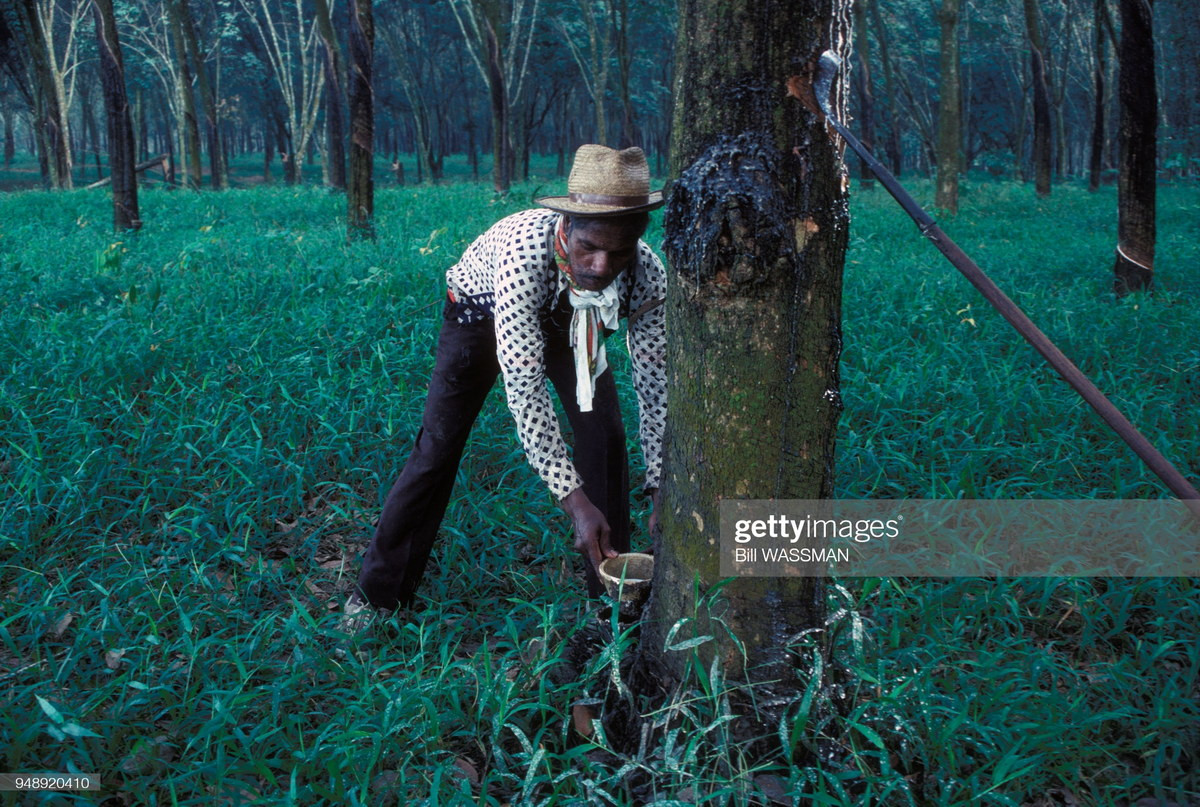 Công nhân thu gom mủ trong một đồn điền cao su gần Kuala Lumpur.