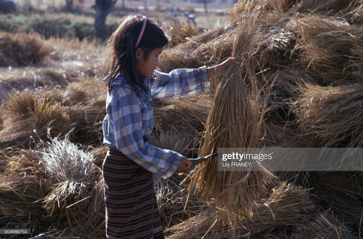 Cô bé trên cánh đồng mùa gặt, ngoại vi Vientiane.