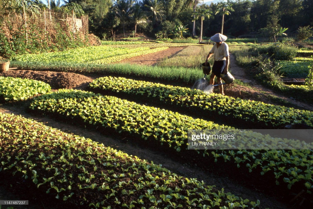 Người nông dân Lào tưới nước cho vườn trồng củ cải của mình.