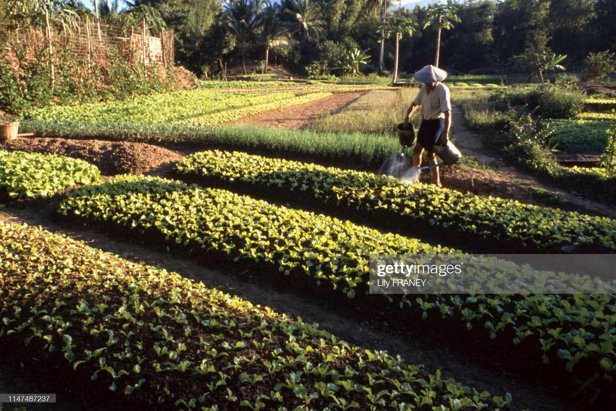 Người nông dân Lào tưới nước cho vườn trồng củ cải của mình.