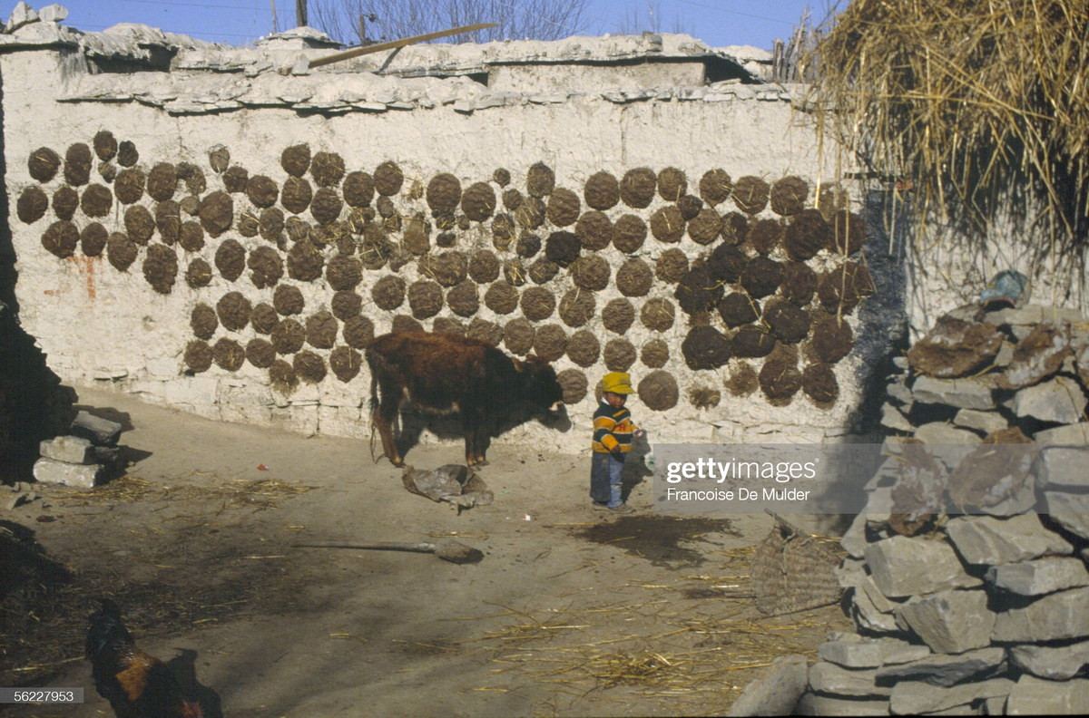 Phân bò yak được gắn trên tường để hong khô làm chất đốt ở làng Rato.