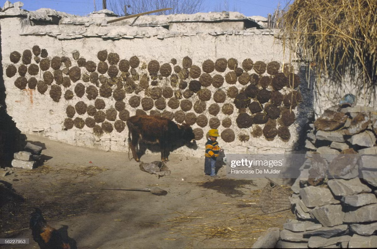 Phân bò yak được gắn trên tường để hong khô làm chất đốt ở làng Rato.