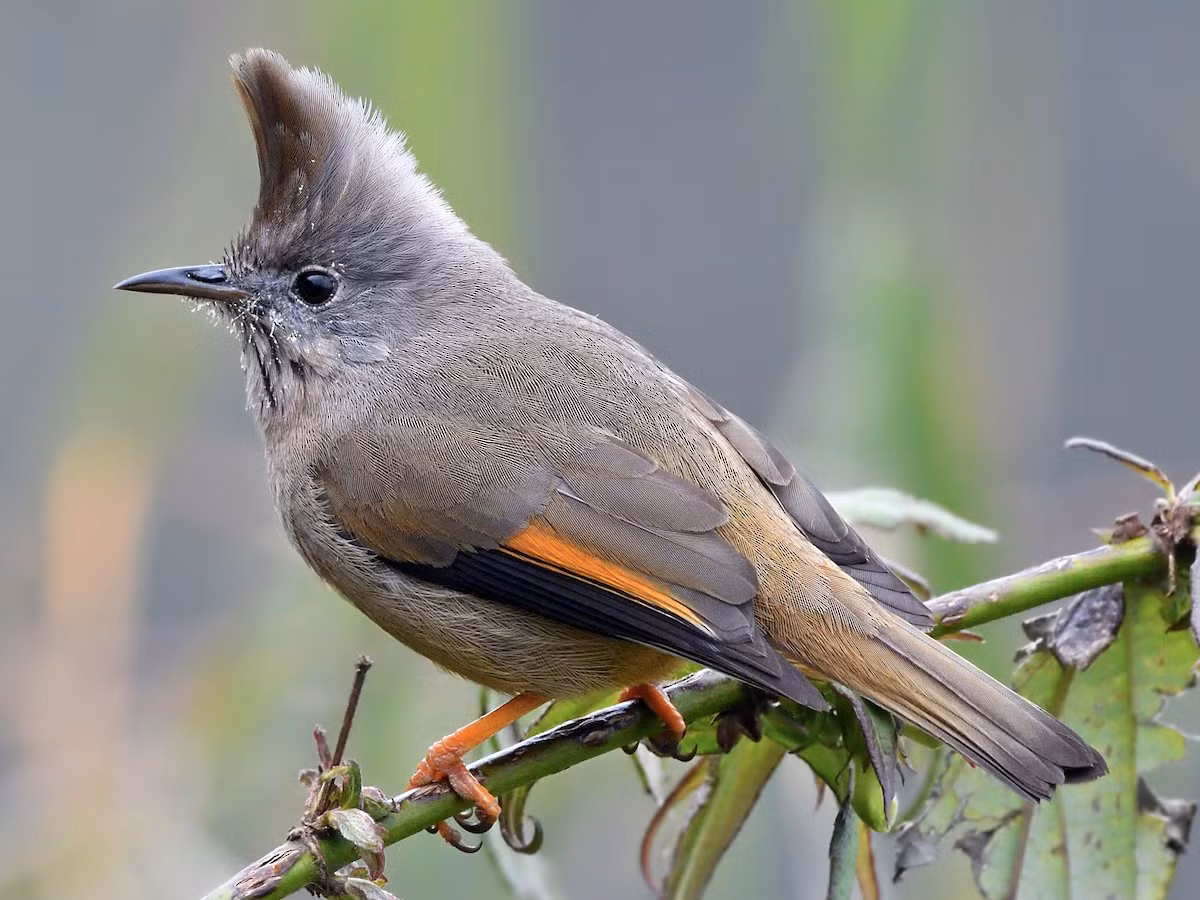 Khướu mào họng đốm (Yuhina gularis) dài 14-15 cm, là loài định cư tương đối phổ biến tại Tây Bắc và Trung Trung Bộ (VQG Hoàng Liên Sa Pa). Sinh cảnh của loài này là rừng lá rộng thường xanh, rừng thứ sinh, rừng hỗn giao rụng lá, bìa rừng ở độ cao từ 1.800-3.100 mét, thường di chuyển theo đàn nhỏ.