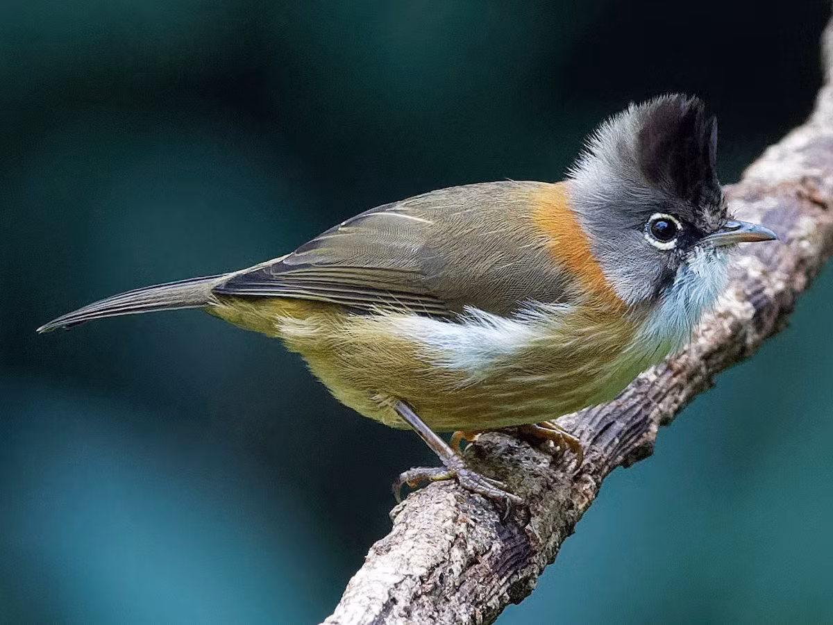 Khướu mào cổ hung (Yuhina flavicollis) dài 12-13 cm, là loài định cư tương đối phổ biến tại Tây Bắc, Bắc Đông Bắc và Bắc Trung Bộ (VQG Hoàng Liên Sa Pa). Sinh cảnh của chúng là rừng lá rộng thường xanh, rừng thứ sinh, bìa rừng, độ cao từ 1.800-2.650 mét, thường di chuyển theo đàn nhỏ đến các cây có hoa và quả.