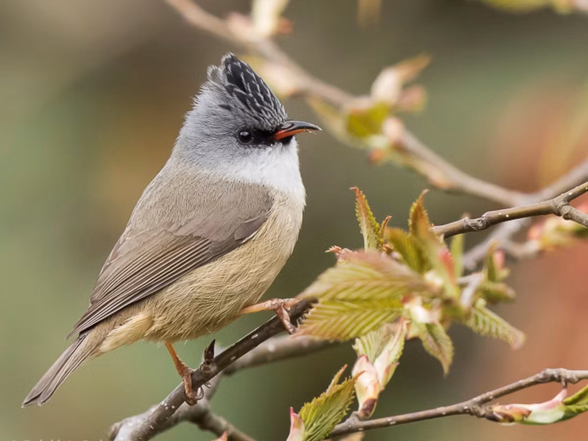 Khướu mào đầu đen (Yuhina nigrimenta) là loài định cư tương đối phổ biến tại Tây Bắc, Đông Bắc, Bắc và Nam Trung Bộ (VQG Hoàng Liên Sa Pa, Tam Đảo). Chúng sống ở rừng lá rộng thường xanh, rừng thứ sinh, độ cao 450-2.315 mét.