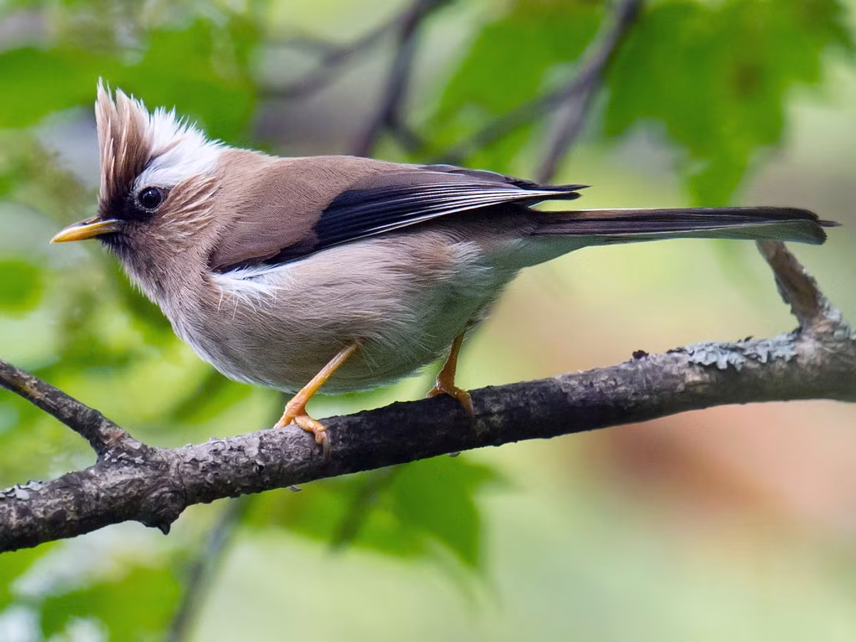 Khướu mào cổ trắng (Yuhina diademata) dài 17-18 cm, là loài định cư tương đối phổ biến tại Tây Bắc (VQG Hoàng Liên Sa Pa). Chúng sống ở rìa của rừng lá rộng thường xanh, rừng thứ sinh, cây bụi và trảng cỏ, độ cao từ 1.650-2.750 mét.