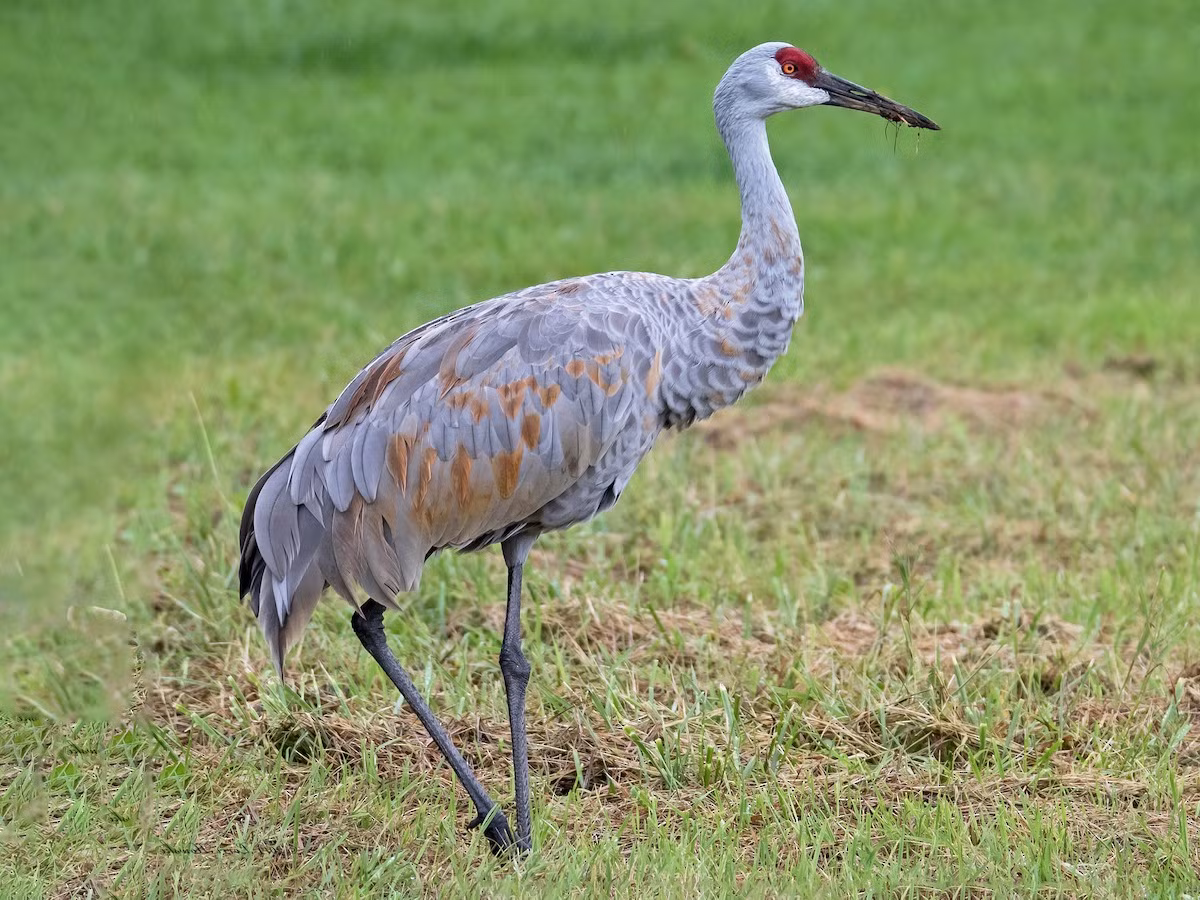 Sếu đồi cát (Grus canadensis) dài 1,1-1,2 mét, phân bố từ Bắc Mỹ tới Siberia. Vào mùa đông chúng di trú theo nhóm gia đình về hướng Nam, đến tận Mexico.