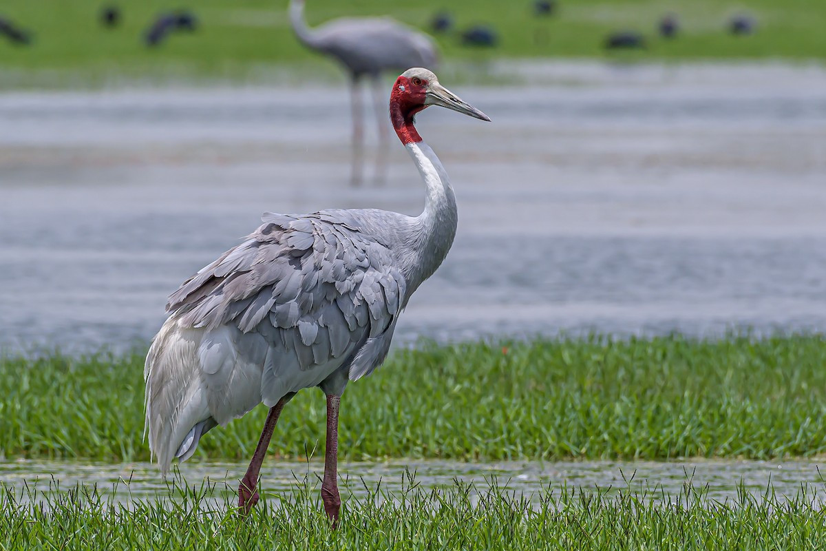 Sếu Sarus (Grus antigone) dài 1,2-1,4 mét, là loài sếu không trú đông, phân bố từ tiểu lục địa Ấn Độ, Đông Nam Á đến Australia. Khi đứng thẳng loài này cao đến 1,8 mét, cao nhất trong các loài chim bay được. Sếu đầu đỏ quý hiếm của Việt Nam là một phân loài của chúng (Grus antigone sharpii).