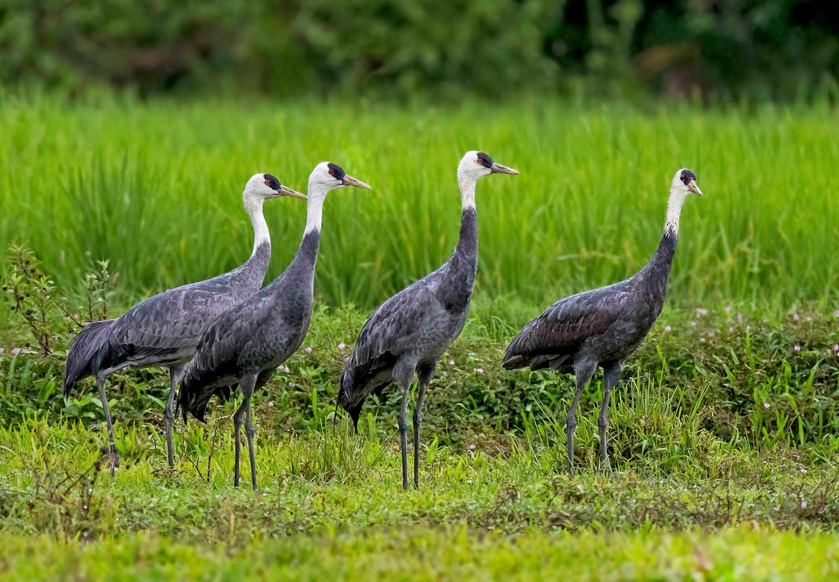 Sếu mũ trùm (Grus monacha) dài 1 mét, sinh sản ở Đông Siberia, trú đông tại Trung Quốc, Triều Tiên và miền Nam Nhật Bản. Chúng có màu sắc dễ nhận biết với thân xám, đầu và phần trên cổ màu trắng, trên mắt có mảng da trụi màu xám.