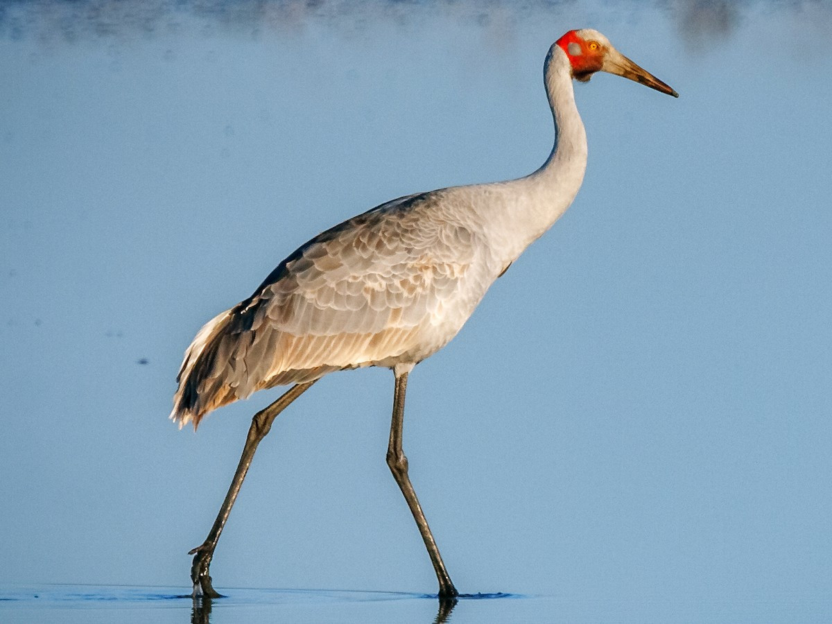 Sếu Brolga (Grus rubicunda) dài 1-1,2 mét, phân bố ở Australia. Loài sếu này có cái đầu trọc màu đỏ và túi cổ màu đen. Như các loài họ hàng gần, chúng thực hiện màn trình diễn nhảy ve vãn rất ngoạn mục. Ảnh: eBird.