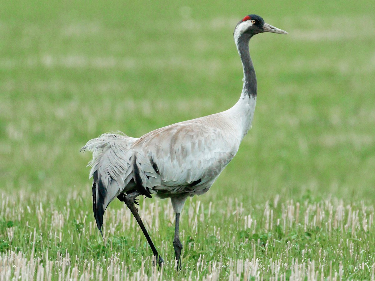 Sếu xám tro (Grus grus) dài 1,1-1,2 mét, sinh sản ở lục địa Á - Âu, di trú đến Bắc Phi và Nam Á. Loài này thường được nhìn thấy ở các đầm lầy, bãi hoang và lãnh nguyên. Chúng bay theo đội hình chữ V khi di trú.