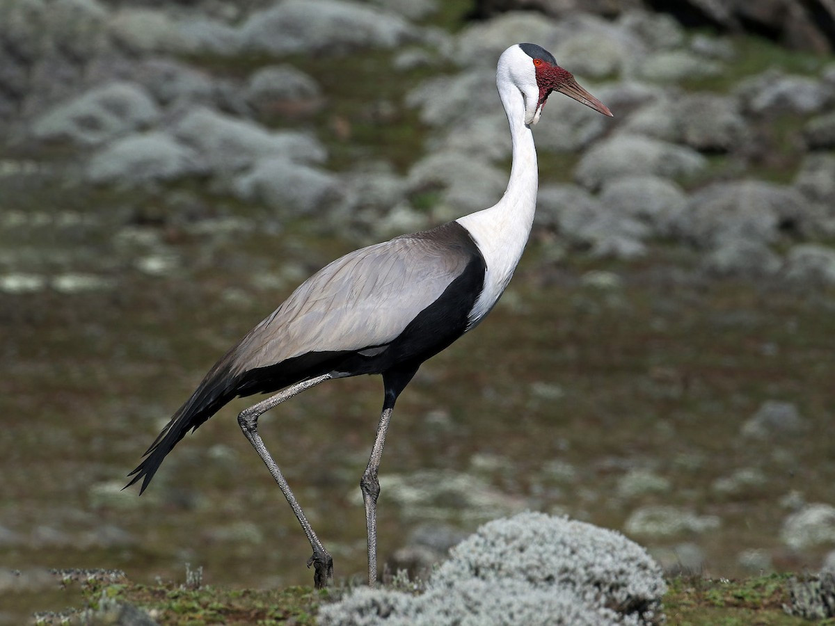 Sếu yếm thịt (Bugeranus carunculatus) dài 1,1-1,4 mét, được tìm thấy ở Châu Phi, phía Nam sa mạc Sahara. Là loài lớn thứ hai trong họ Sếu (chỉ sau sếu Nhật Bản), chúng có yếm thịt đặc trưng dưới mỏ.