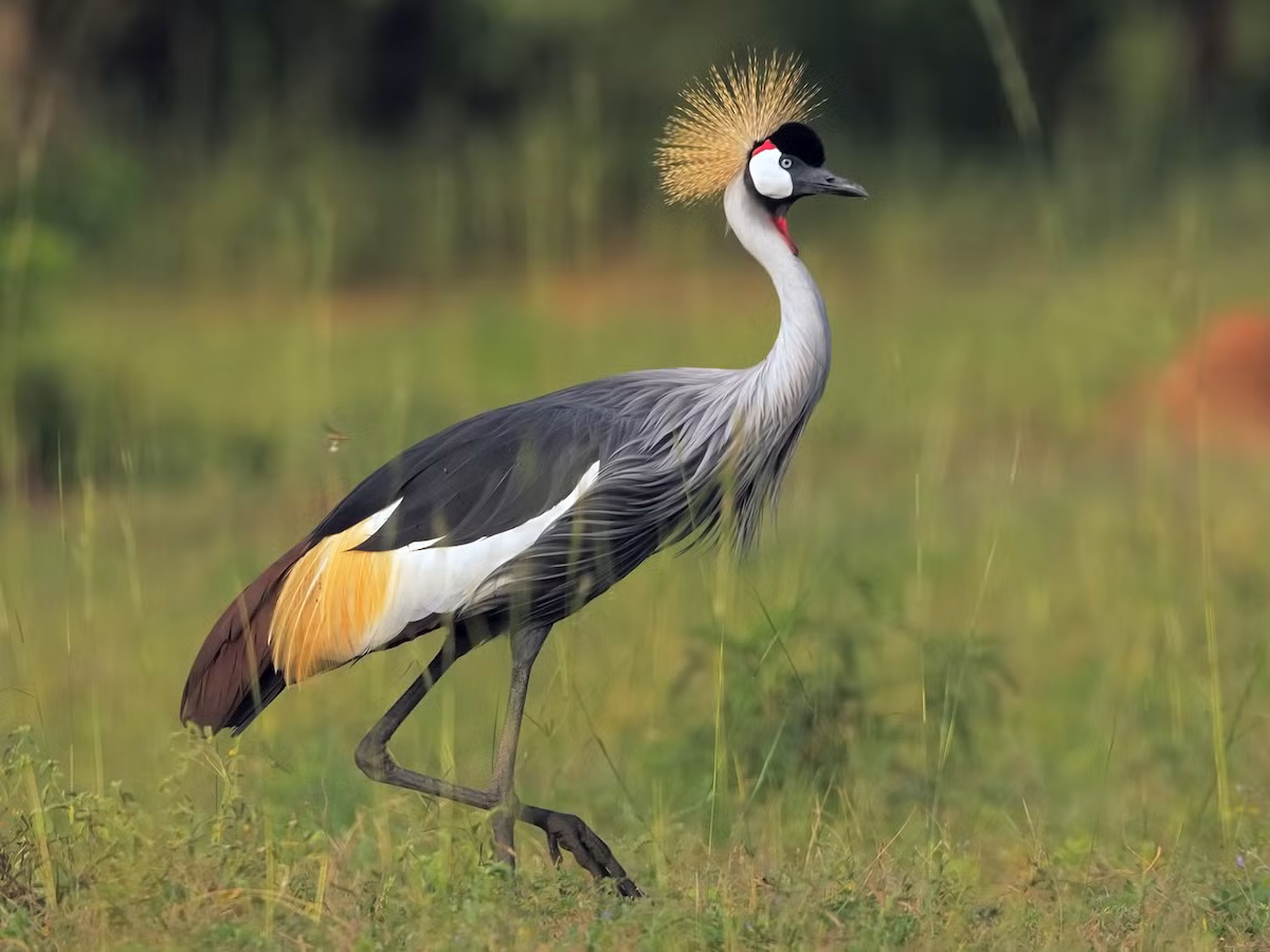 Sếu vương miện xám (Balearica regulorum) dài 1,1 mét, sinh sống trên thảo nguyên khô cằn phía nam hoang mạc Sahara, châu Phi. Loài sếu phân bố xa nhất về phía Nam này thuộc nhóm sếu có chỏm lông xòa ra đặc trưng trên đầu.