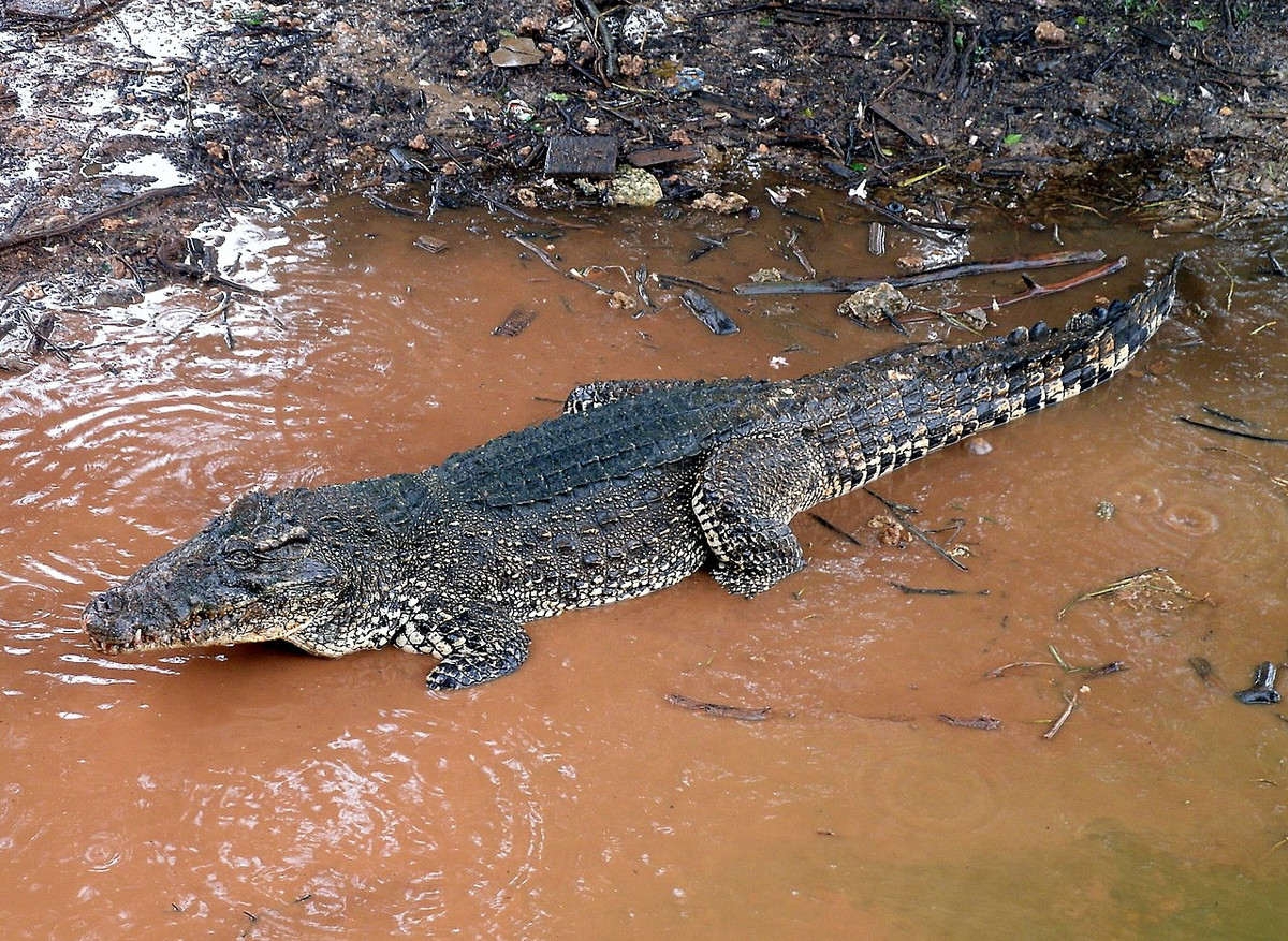 Cá sấu Cuba (Crocodylus rhombifer) dài 3,5 mét, là loài cá sấu đặc hữu của Cuba. Có kích thước trung bình trong bộ Cá sấu, chúng sống ở đầm lầy và săn các loài thú nhỏ.