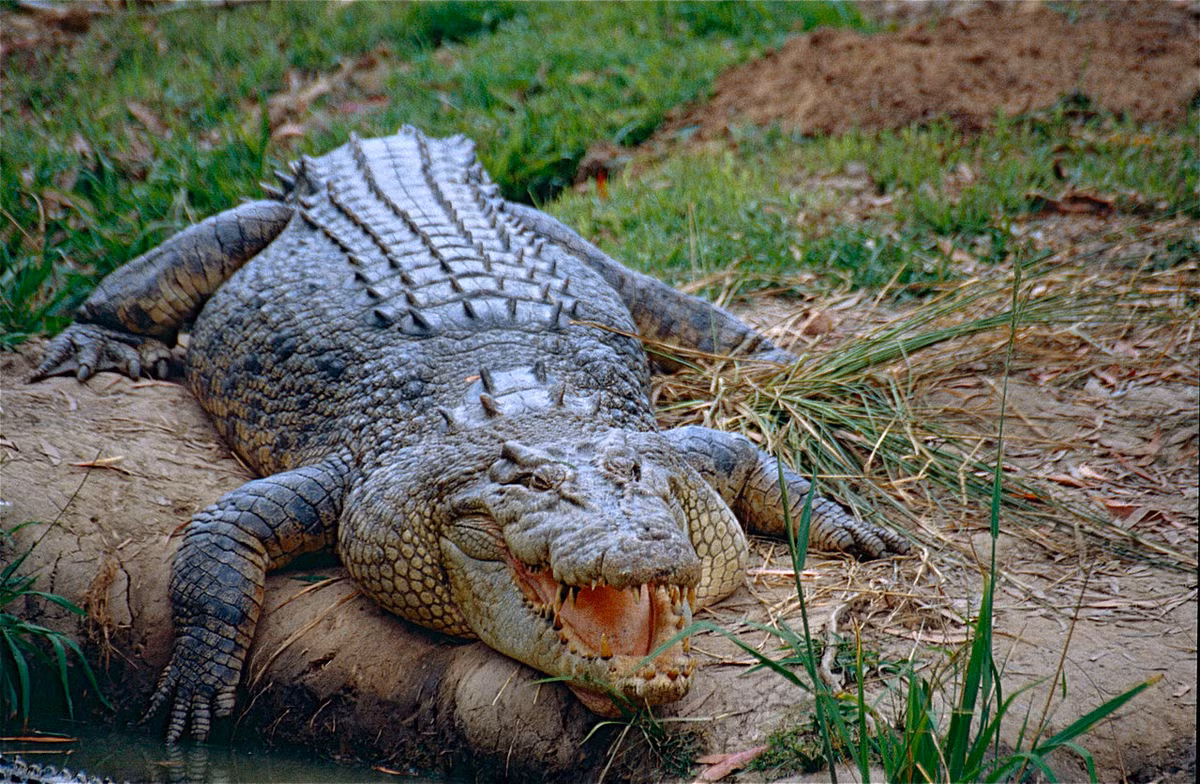 Cá sấu hoa cà hay cá sấu nước (Crocodylus porosus) dài 7 mét, phổ biến ở vùng ven bờ biển Ấn Độ Dương - Thái Bình Dương. Loài bò sát lớn nhất còn tồn tại này có chế độ ăn đa dạng, không chuyên hóa.