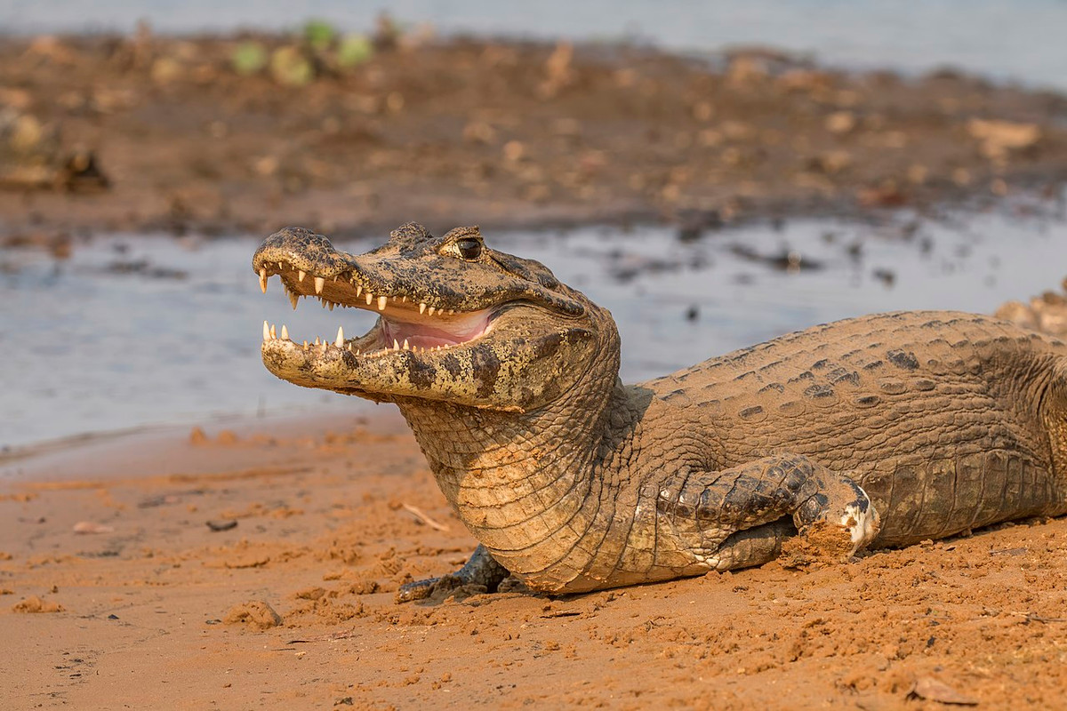 Cá sấu Yacare (Caiman yacare) dài 3 mét, sinh sống tại miền trung của Nam Mỹ. Chế độ ăn của chúng gồm cá (nhất là piranha), chim, bò sát nhỏ, và động vật có vú nhỏ. Đây là một trong những loài cá sấu có dân số đông nhất thế giới.