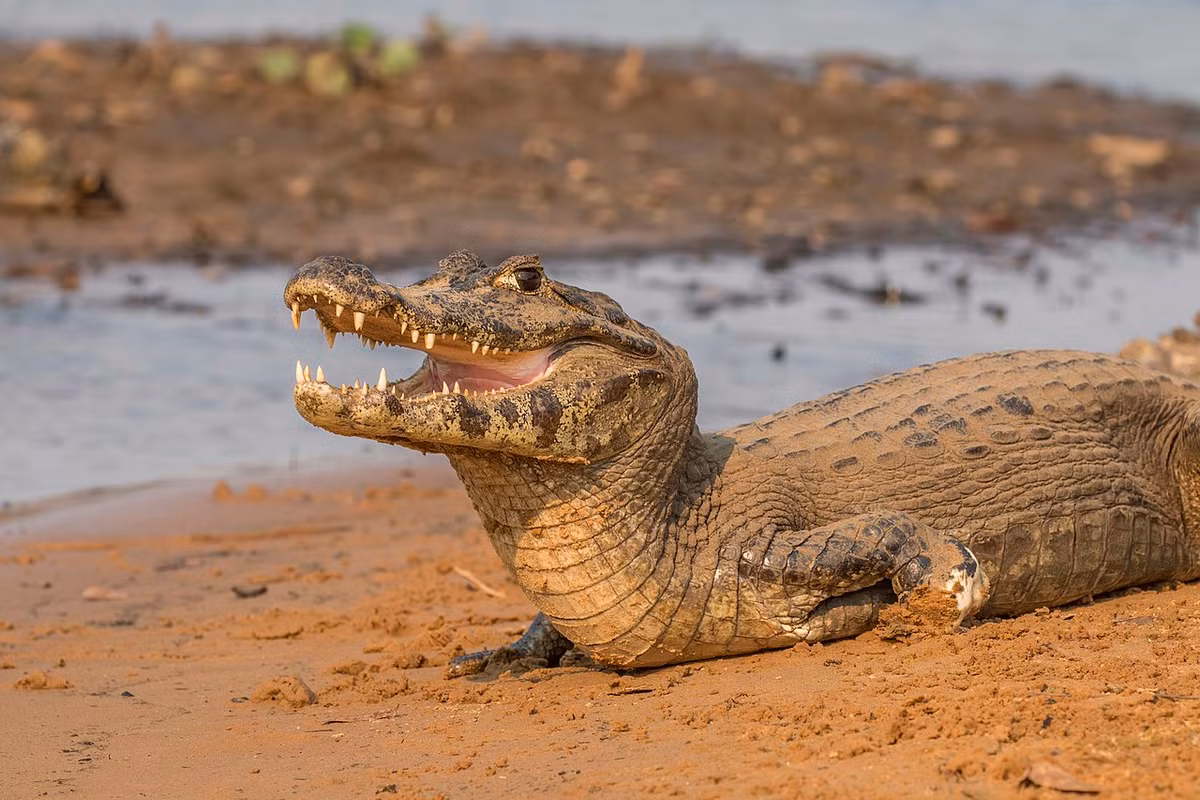 Cá sấu Yacare (Caiman yacare) dài 3 mét, sinh sống tại miền trung của Nam Mỹ. Chế độ ăn của chúng gồm cá (nhất là piranha), chim, bò sát nhỏ, và động vật có vú nhỏ. Đây là một trong những loài cá sấu có dân số đông nhất thế giới.