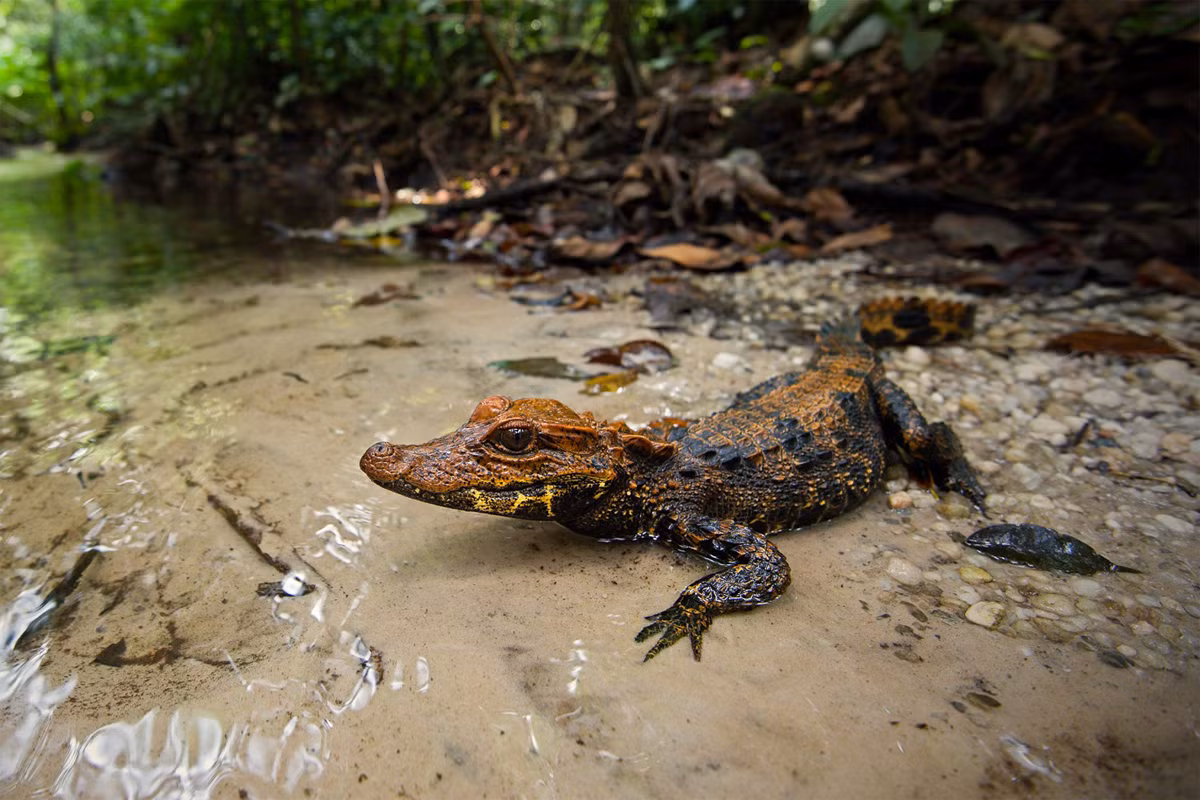 Cá sấu lùn Osborn (Osteolaemus osborni) dài 1,5 mét, là một loài cá sấu đặc hữu của lưu vực sông Congo ở châu Phi. Chúng được mô tả lần đầu vào năm 1919, xác định là loài mới năm 1948, "giáng cấp" thành phân loài của cá sấu còi châu Phi năm 1961 và lại khôi phục tư cách một loài riêng vào năm 2021.