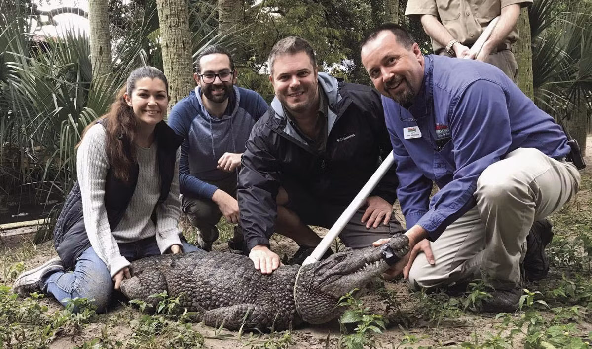 Cá sấu Hall (Crocodylus halli) dài 3,5 mét, được ghi nhận ở phía Nam vùng cao nguyên của đảo New Guinea. Chúng từng được coi là một phân loài của cá sấu New Guinea cho tới khi được xác định là loài mới vào năm 2019.