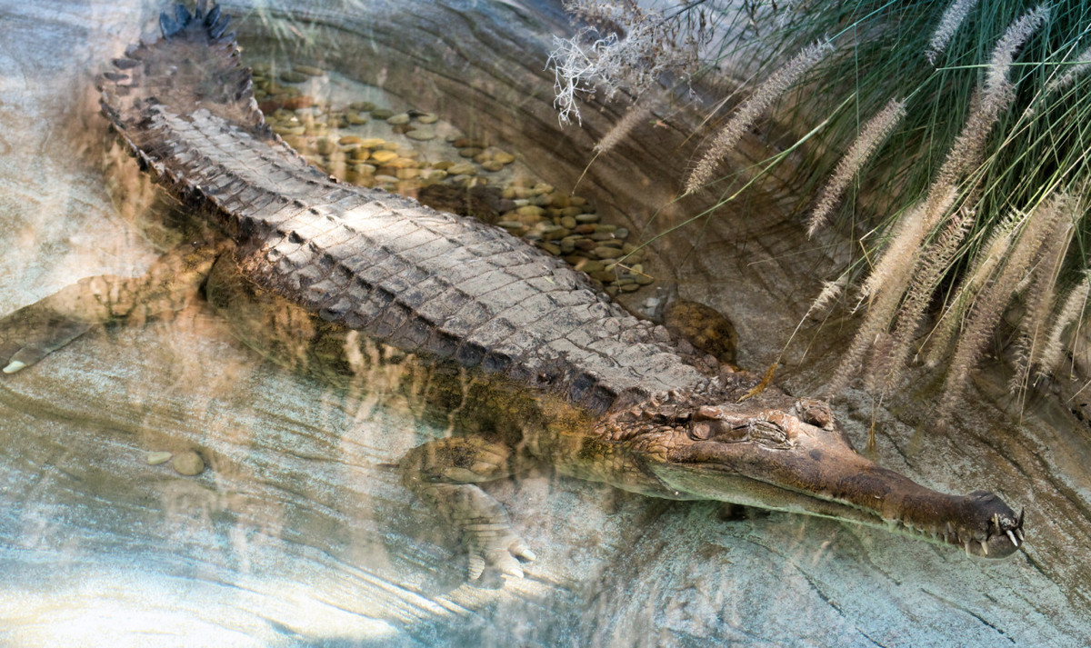 Cá sấu Mã Lai (Tomistoma schlegelii) dài 5 mét, sống trong các hệ thống sông ở Indonesia và Malaysia. Không giống như các loài cá sấu khác, cá sấu Mã Lai con không được cha mẹ bảo vệ.
