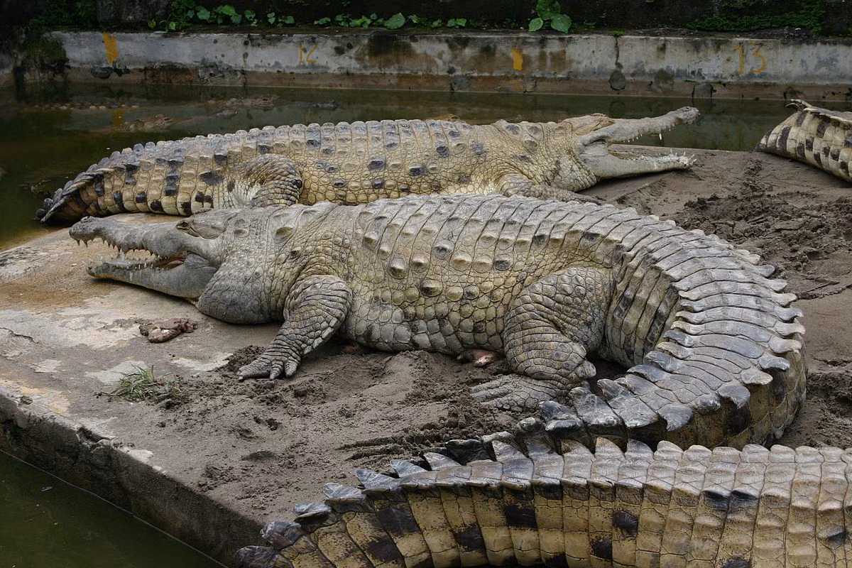 Cá sấu Orinoco (Crocodylus intermedius) dài 5 mét, chỉ được tìm thấy tại một số sinh cảnh nước ngọt ở Colombia và Venezuela. Là loài cá sấu lớn nhất châu Mỹ, chúng săn cả các loài cá sấu Caiman nhỏ hơn. Do có địa bàn phân bố hẹp, chúng là một trong những loài cá sấu có nguy cơ tuyệt chủng cao nhất.