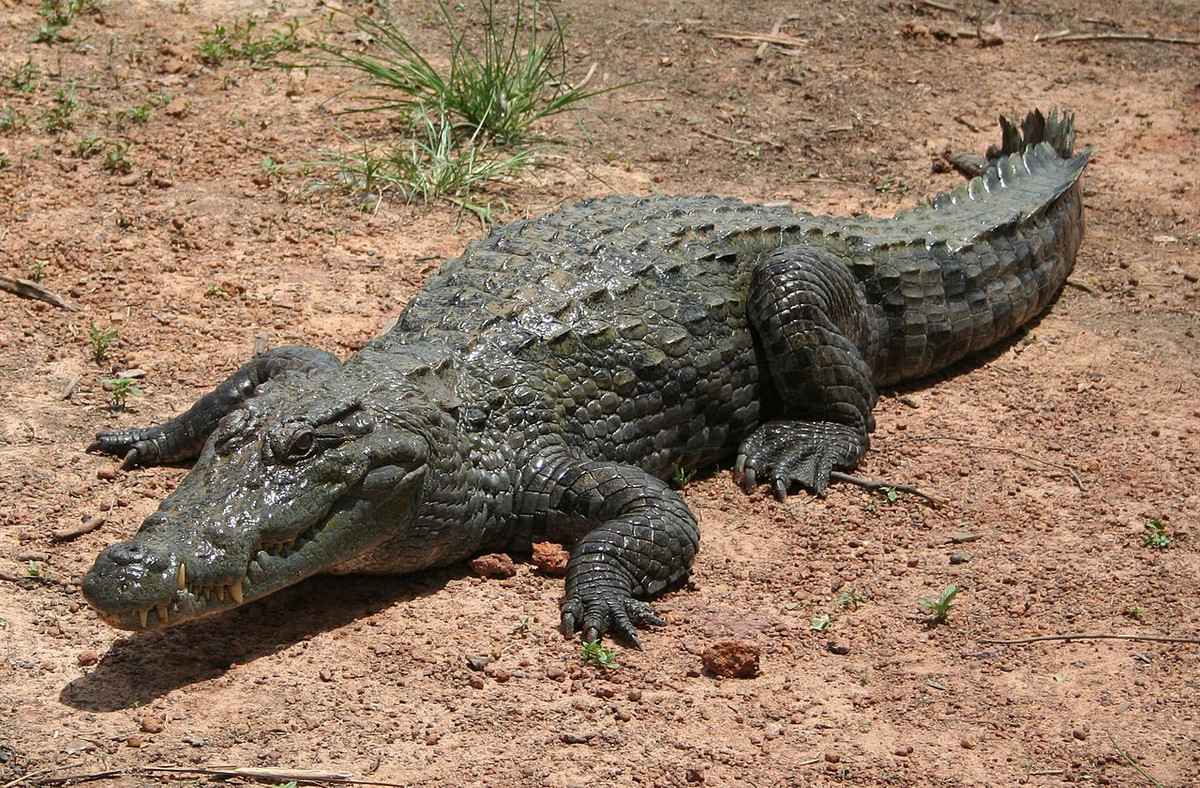 Cá sấu Tây Phi hay Cá sấu sa mạc (Crocodylus suchus) dài 4 mét, phân bố tại nhiều quốc gia khu vực Tây và Trung Phi. Chúng thường bị nhầm lẫn với người họ hàng to lớn và hung dữ hơn là cá sấu sông Nile. Tất cả các xác ướp cá sấu của người Ai Cập cổ đều thuộc về loài này.
