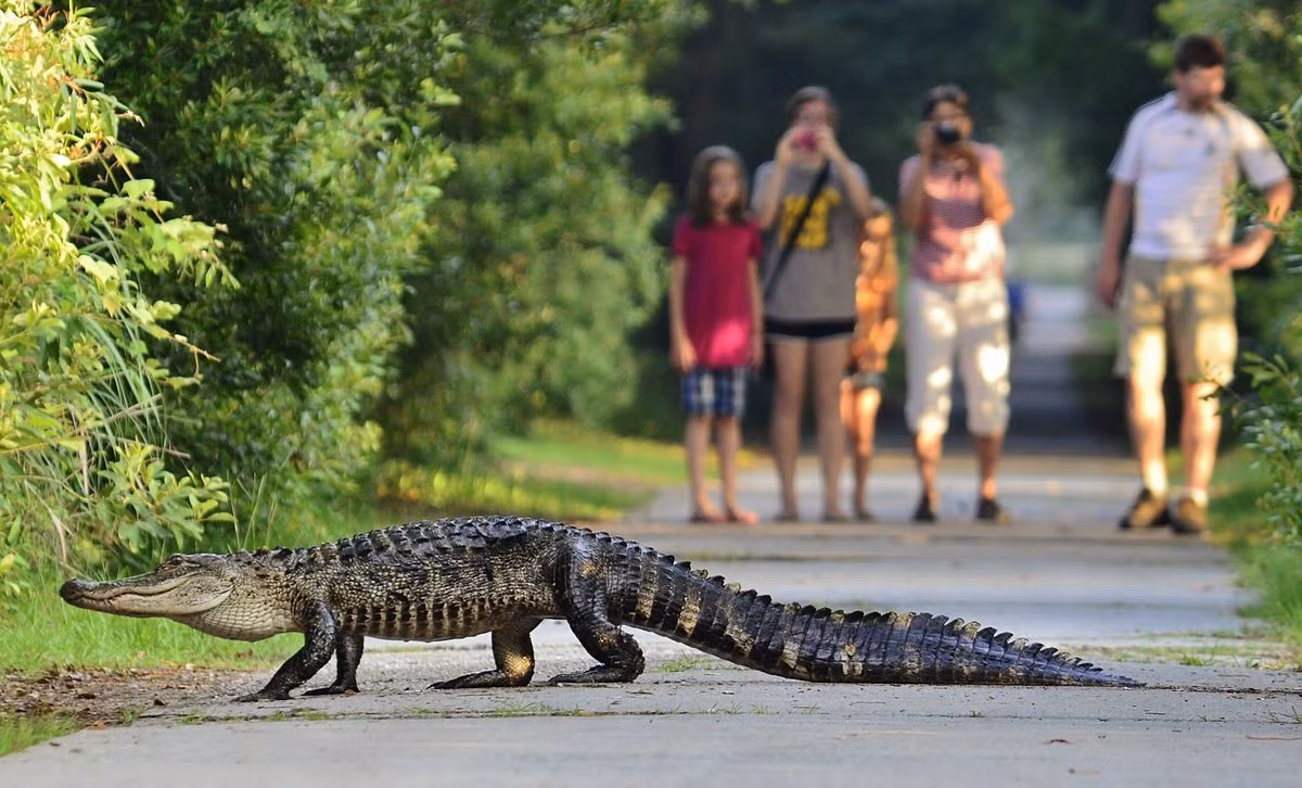 Cá sấu mõm rộng Mỹ (Alligator mississippiensis) dài 5 mét, phân bố ở Bắc Mỹ. Từng rơi vào tình trạng nguy cấp, loài cá sấu này đã phục hồi và trở nên phổ biến nhờ các nỗ lực bảo tồn. Chúng ăn chim, thú nhỏ và rùa.