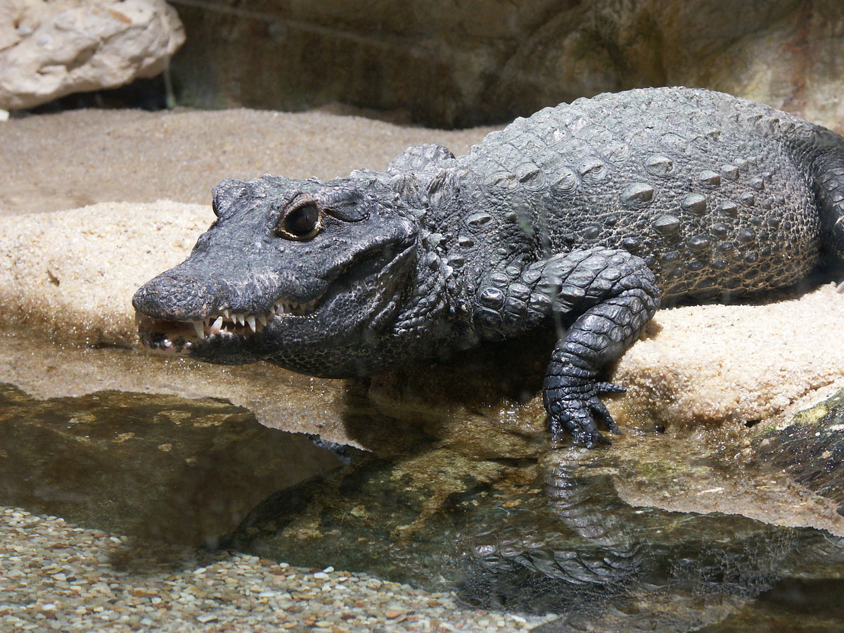 Cá sấu còi châu Phi (Osteolaemus tetraspis) dài 2 mét, sống trong rừng nhiệt đới châu Phi. Loài cá sấu nhỏ này kiếm mồi ban đêm, chuyện bắt cá và ếch.