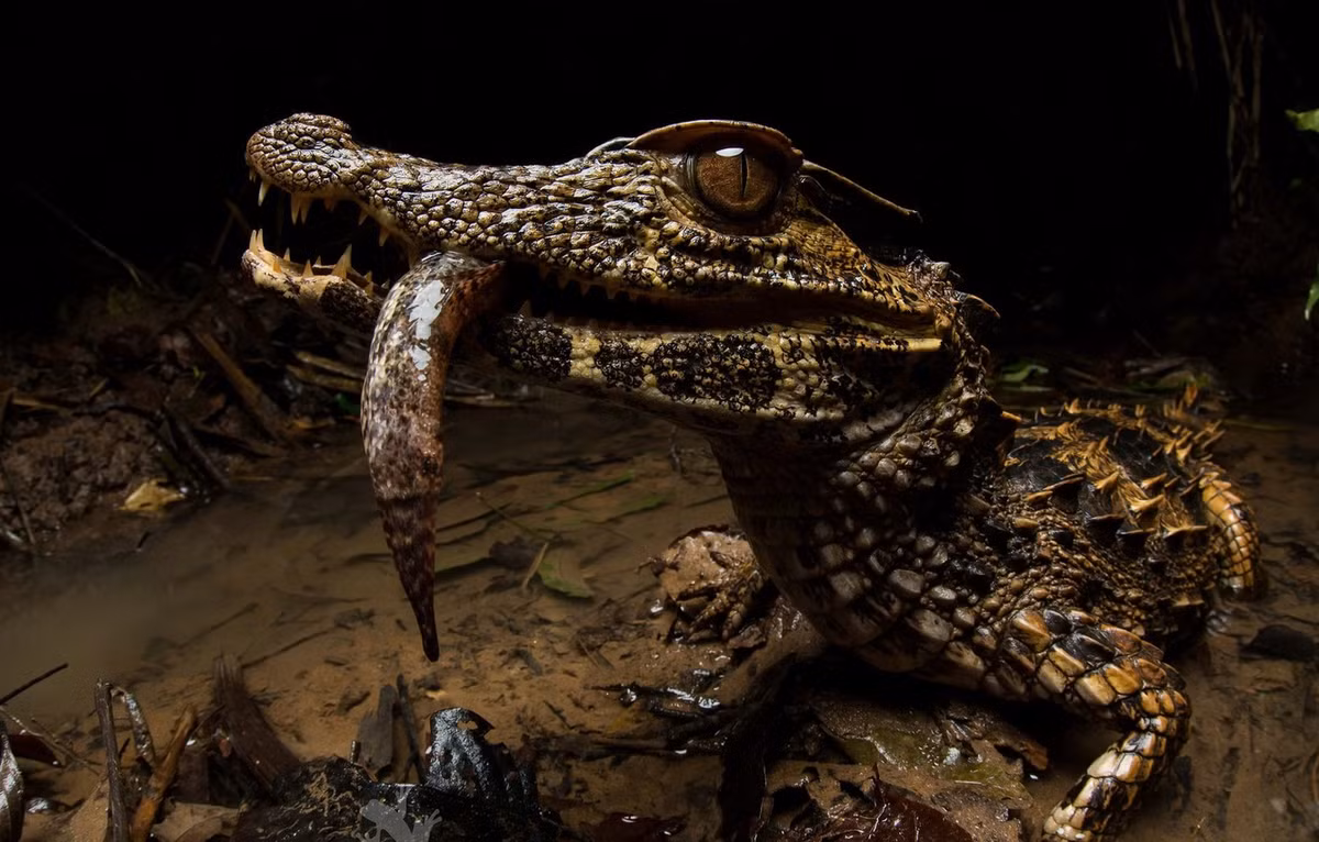 Cá sấu lùn trán phẳng (Paleosuchus trigonatus) dài 1,7 mét, sống trong các khu rừng mưa Nam Mỹ. Sống nửa trên cạn, chúng làm tổ cạnh ụ mối để giữ ấm cho chúng.