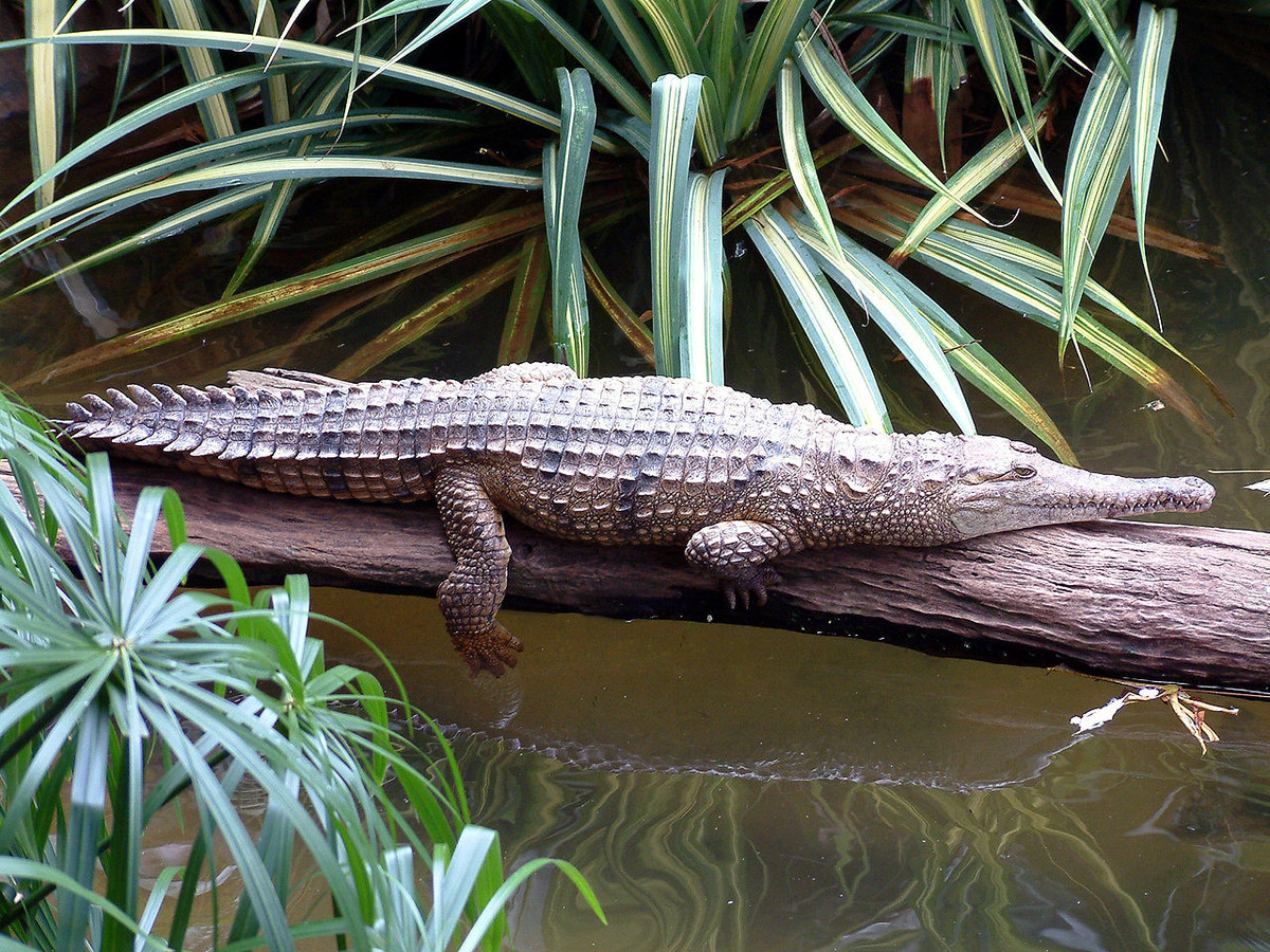 Cá sấu mũi dài (Crocodylus johnsoni) dài 3 mét, là loài cá sấu đặc hữu khu vực miền Bắc Australia. Loài cá sấu nhút này săn các động vật nhỏ, đôi khi chén cả chuột túi.