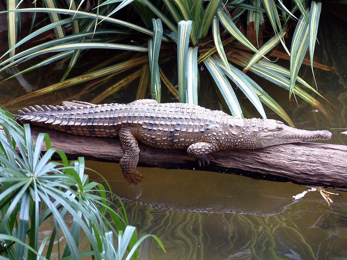 Cá sấu mũi dài (Crocodylus johnsoni) dài 3 mét, là loài cá sấu đặc hữu khu vực miền Bắc Australia. Loài cá sấu nhút này săn các động vật nhỏ, đôi khi chén cả chuột túi.