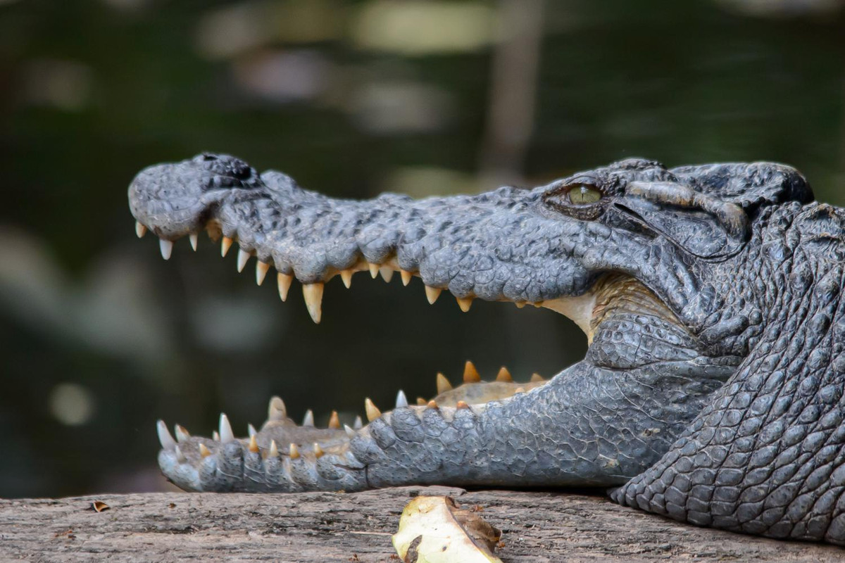 Cá sấu Xiêm (Crocodylus siamensis) dài 4 mét, phân bố ở Đông Nam Á. Loài này sống ở các đầm lấy nước ngọt và săn nhiều loại con mồi khác nhau. Dù được nuôi nhiều trong các trang trạng, chúng đang ở tình trạng cực kỳ nguy cấp trong hoang dã.