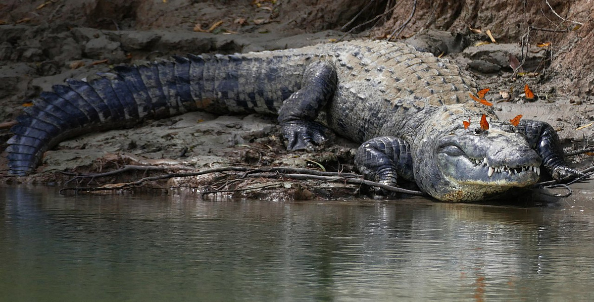Cá sấu Mexico (Crocodylus moreletii) dài 3 mét, chỉ được tìm thấy ở vùng nước ngọt ven bờ Đại Tây Dương của Mexico, Belize và Guatemala. Có cơ bắp khỏe, loài này chạy nhanh đáng ngạc nhiên. Con trưởng thành chủ yếu săn động vật có vú nhỏ, chim và các loài bò sát.