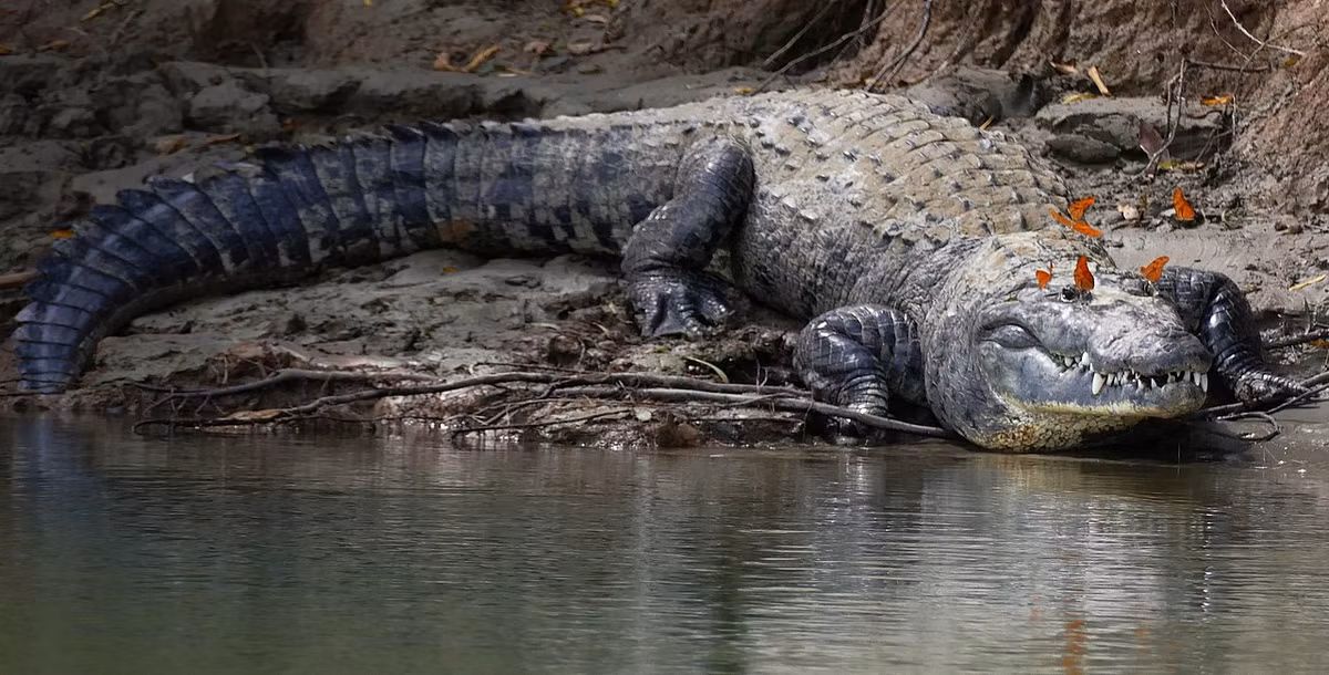 Cá sấu Mexico (Crocodylus moreletii) dài 3 mét, chỉ được tìm thấy ở vùng nước ngọt ven bờ Đại Tây Dương của Mexico, Belize và Guatemala. Có cơ bắp khỏe, loài này chạy nhanh đáng ngạc nhiên. Con trưởng thành chủ yếu săn động vật có vú nhỏ, chim và các loài bò sát.