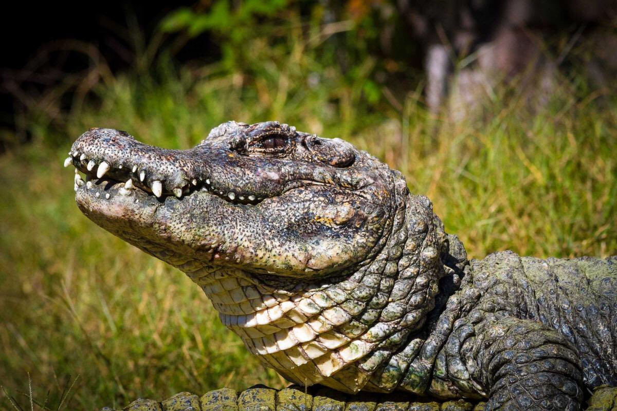 Cá sấu mõm rộng Trung Quốc hay cá sấu sông Dương Tử (Alligator sinensis) dài 2 mét, được ghi nhận ở thung lũng sông Dương Tử ở Trung Quốc. Loài cá sấu nguy cấp này ngủ trong hang suốt mùa đông lạnh giá.