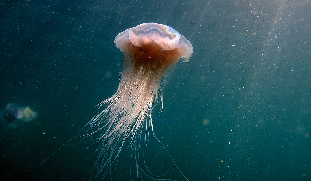 Sứa hoa mơ xanh (Cyanea lamarckii) dài 15-30 cm, phân bố ở Bắc Đại Tây Dương. Loài này là họ hàng có kích cỡ nhỏ hơn của sứa sư tử. Chúng săn các loài sứa khác nhỏ hơn mình.