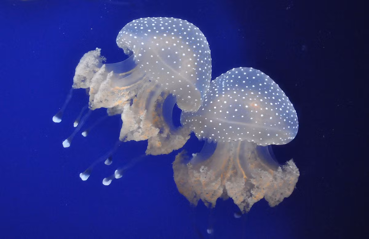 Sứa đốm trắng (Phyllorhiza punctata) dài 45-70 cm, là loài sứa bản địa ở phía Tây Thái Bình Dương. Chúng đã được đưa vào Bắc Mỹ và trở thành một mối đe dọa với ngành đánh bắt thủy sản ở đây.