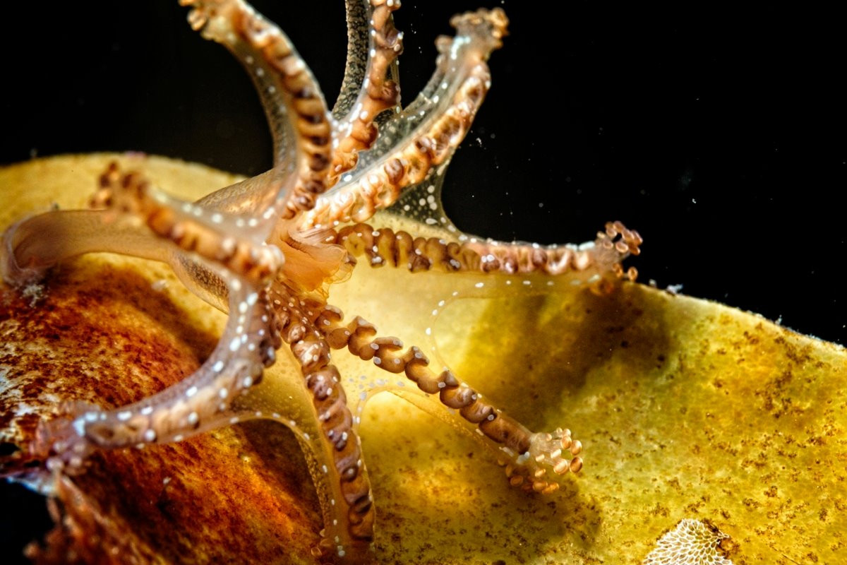 Sứa phân cành (Haliclystus auricula) dài 4 cm, sống ở Bắc Đại Tây Dương. Mặc dù sống cố định như polip, song thực ra loài này lại là một dạng medusa (bơi tự do). Chúng có thể có mối liên hệ với lớp Sứa hộp (Cubozoa).