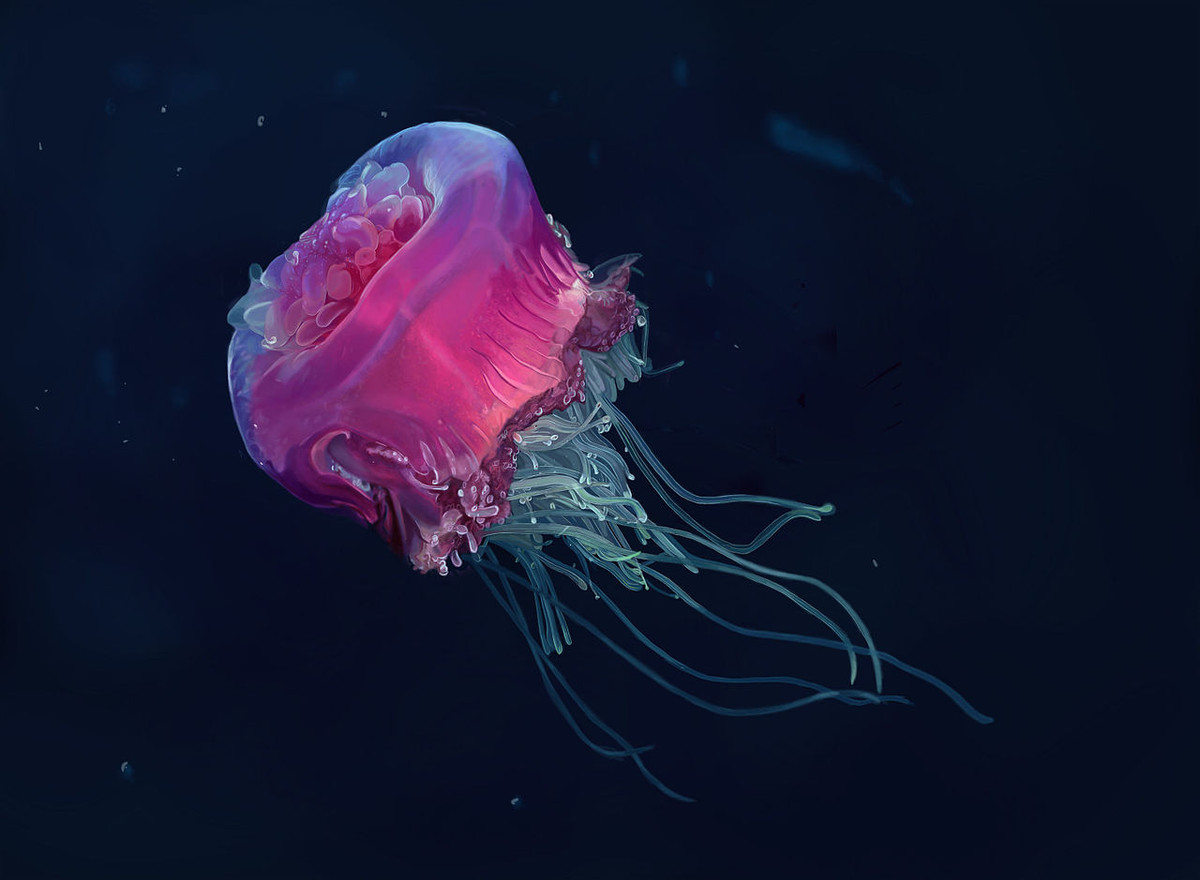 Sứa vương miện (Cephea cephea) dài 40-60 cm, xuất hiện ở vùng biển nhiệt đới phía Tây Ấn Độ Dương - Thái Bình Dương đến Bắc Australia. Dù có nọc độc mạnh, chúng không gây hại cho con người và được ăn như một đặc sản hoặc sử dụng trong nghiên cứu y học.